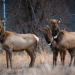 New elk added to West Virginia herd elk