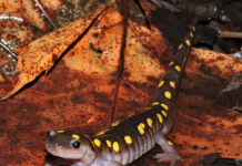Vernal pools: Vulnerable ecosystems spotted salamander
