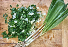 Wild leeks: Spring is RAMPing up! harvested ramps
