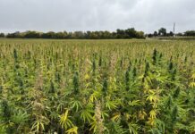 Ohio Hemp Company signs contract to grow hemp for bioplastics hemp