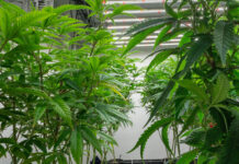 cannabis
