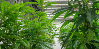 Ohio’s recreational marijuana sales hit $702M in first year cannabis