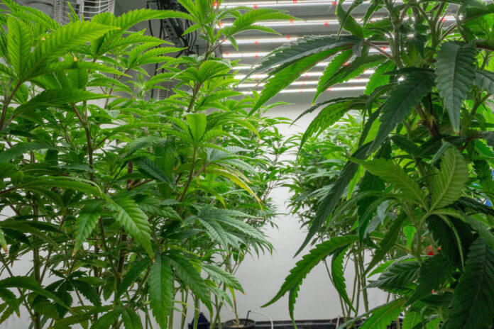 cannabis plants cannabis