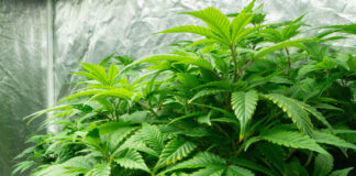 Cleveland School of Cannabis