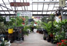 Louisville greenhouse celebrates historic business milestone