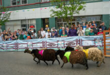 ‘Running of the Wools’ celebrates local sheep farming and centuries-old Ross Farms Running of the Wools