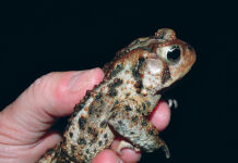 Of warts and toads American toad