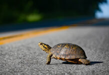 Turtles: Give ‘em a brake, not a break! turtle crossing road