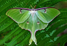 luna moth