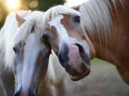 Another year older, but not all that much wiser pony