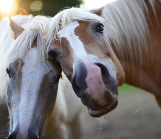 Another year older, but not all that much wiser pony