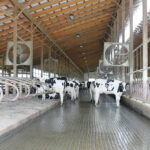 H5N1 in the milking parlor: New insights into transmission and risks Cows try to stay cool at Rosedale Farms LLC on June 5. (Sara Welch photo)