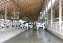 Cows try to stay cool at Rosedale Farms LLC on June 5. (Sara Welch photo)