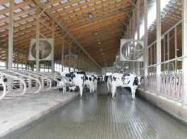 H5N1 in the milking parlor: New insights into transmission and risks Cows try to stay cool at Rosedale Farms LLC on June 5. (Sara Welch photo)