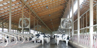 H5N1 in the milking parlor: New insights into transmission and risks Cows try to stay cool at Rosedale Farms LLC on June 5. (Sara Welch photo)