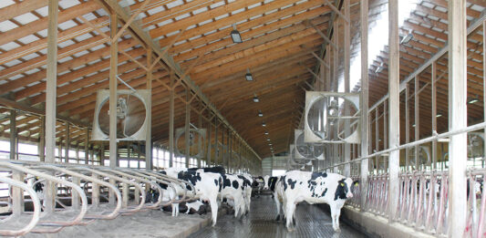H5N1 in the milking parlor: New insights into transmission and risks Cows try to stay cool at Rosedale Farms LLC on June 5. (Sara Welch photo)