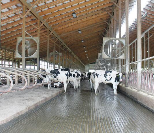 Cows try to stay cool at Rosedale Farms LLC on June 5. (Sara Welch photo)