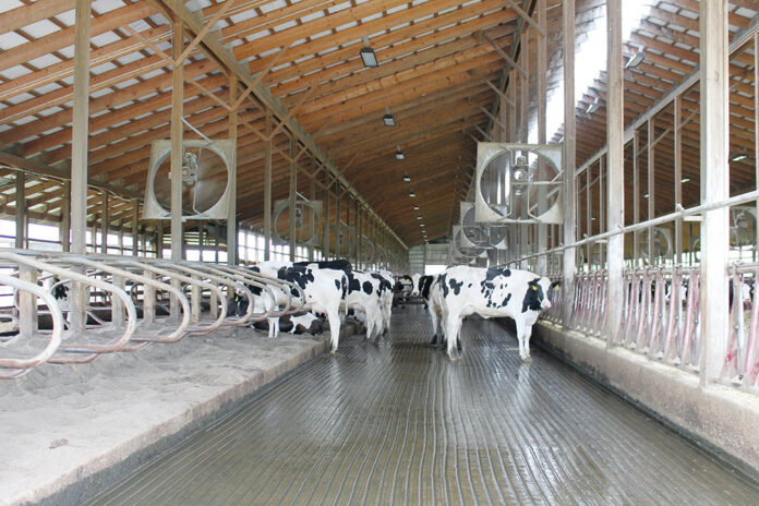 Cows try to stay cool Cows try to stay cool at Rosedale Farms LLC on June 5. (Sara Welch photo)