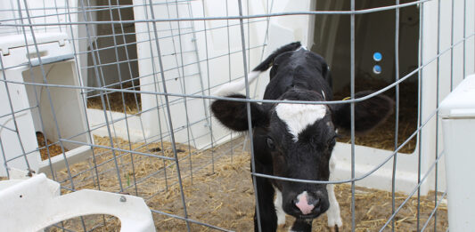 64 Holstein calves stolen in ‘highly coordinated’ Ohio livestock heist A curious calf