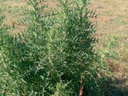 Get back to the basics when restoring weed-infested hay fields