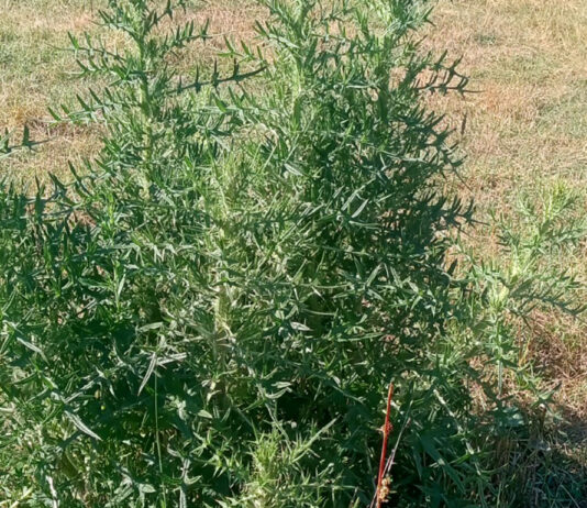 Get back to the basics when restoring weed-infested hay fields