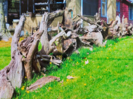 stump fence