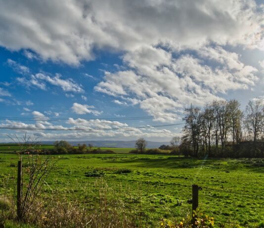 Grass isn’t free: Calculating the true value of your forage pasture