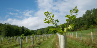 2026 tree sales listings Reclaimed Tree Farm A tree begins to grow out of its tree tube at Reclaimed Tree Farm on July 30, 2024. (Liz Partsch photo)
