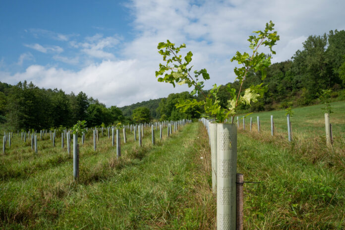 Reclaimed Tree Farm A tree begins to grow out of its tree tube at Reclaimed Tree Farm on July 30, 2024. (Liz Partsch photo)
