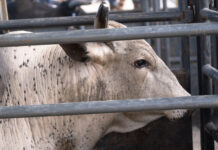 Ohio bull rider dies after injury sustained at rodeo bull
