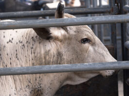 Ohio bull rider dies after injury sustained at rodeo bull