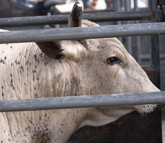 Ohio bull rider dies after injury sustained at rodeo bull