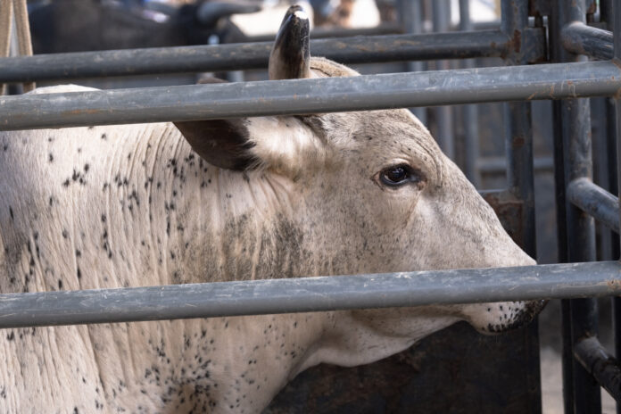 ready boy bull