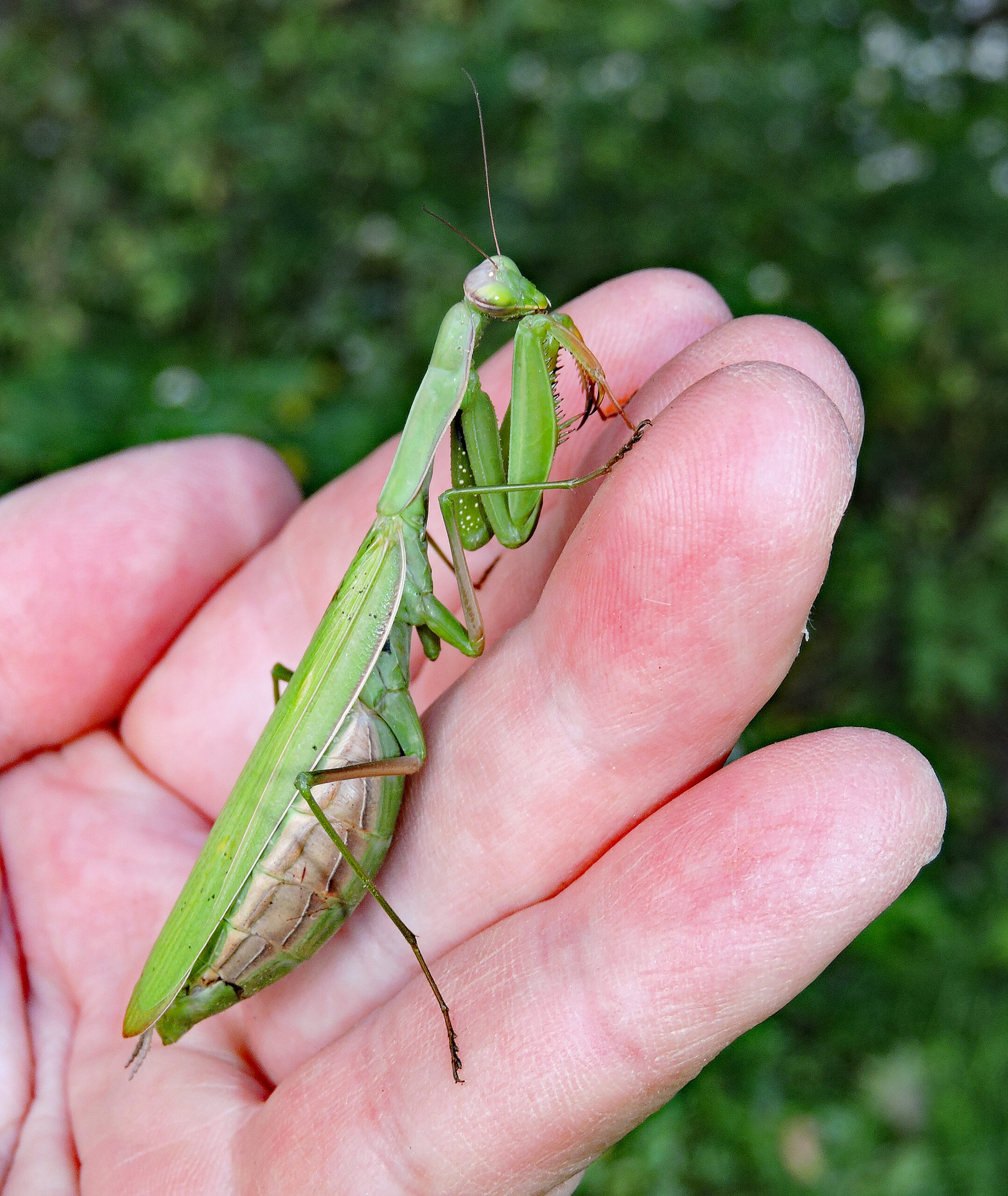 The Not so blessed Praying Mantis Farm And Dairy