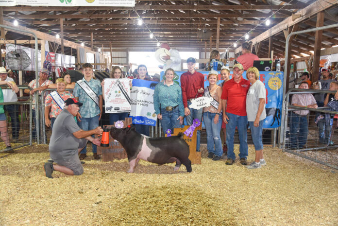 GRAND CHAMPION MARKET HOG: ABIGAIL CARPENTER