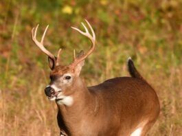 ODNR asks Ohio deer hunters to donate to Field to Food Bank white tailed deer