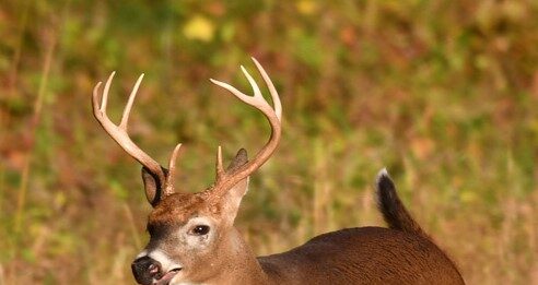 ODNR asks Ohio deer hunters to donate to Field to Food Bank white tailed deer