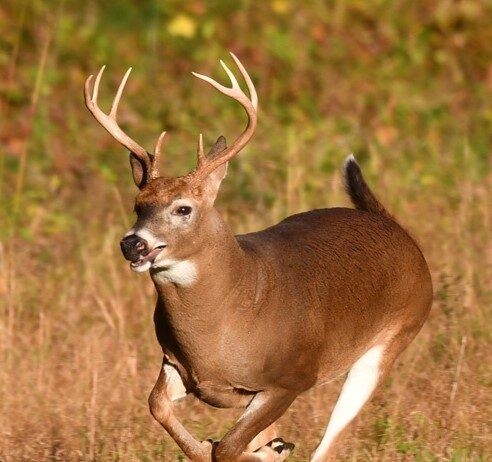 ODNR asks Ohio deer hunters to donate to Field to Food Bank white tailed deer