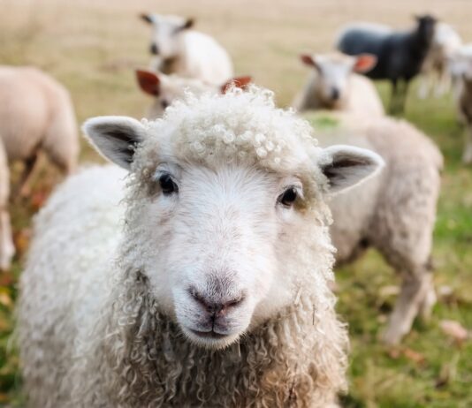 sheep