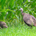 Turkey poult survival above average in Ohio: survey