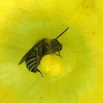 eastern cucurbit bee