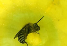 eastern cucurbit bee