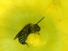 eastern cucurbit bee