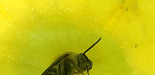 eastern cucurbit bee