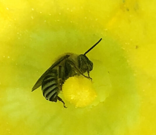 eastern cucurbit bee