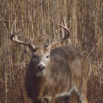 Ohio releases weeklong deer gun season results deer