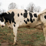 Why it’s important to learn to speak cow stretching dairy cow