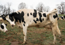 stretching dairy cow
