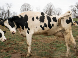 stretching dairy cow