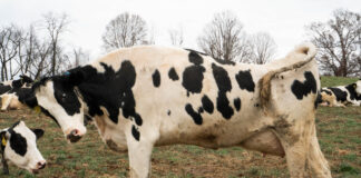 Why it’s important to learn to speak cow stretching dairy cow
